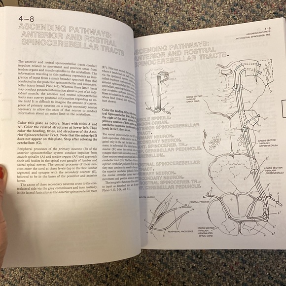 Human Brain Coloring book - like new! Neuroanatomy anatomy resource - Picture 3 of 5